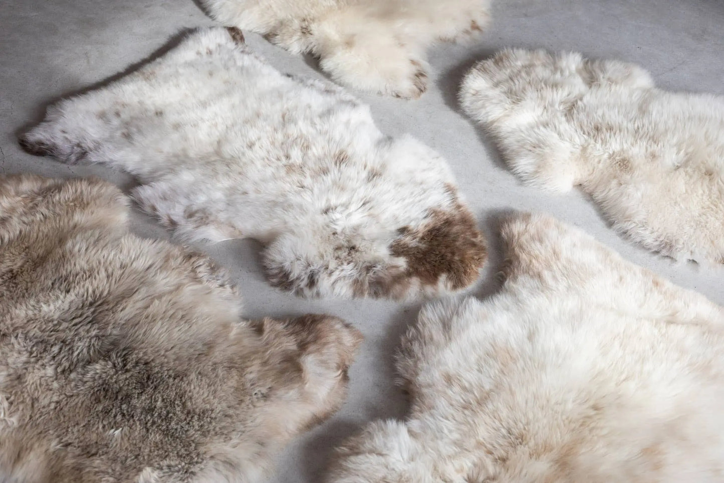 Peau de mouton de Texel mélangée Van Buren