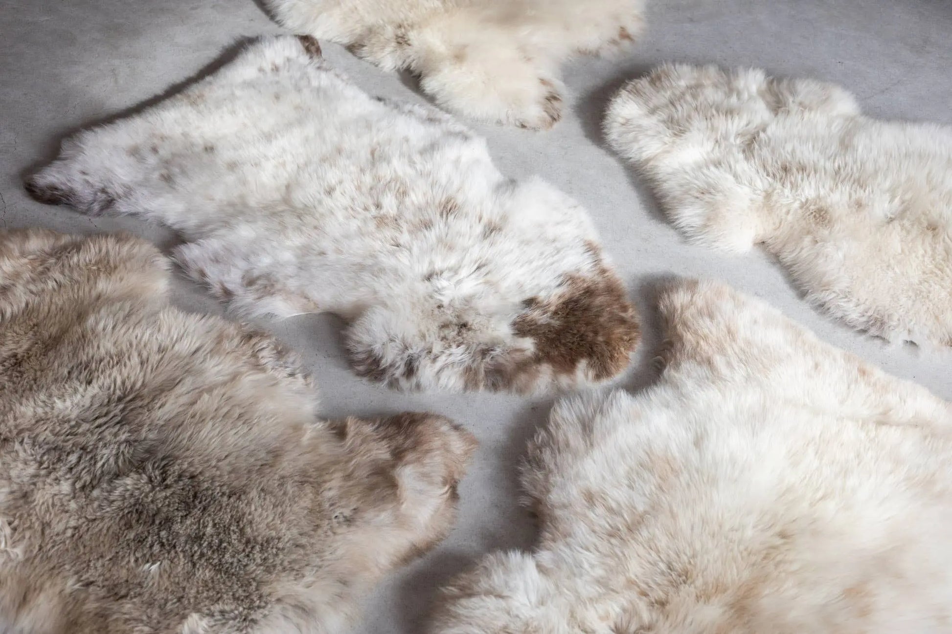 Peau de mouton de Texel mélangée Van Buren